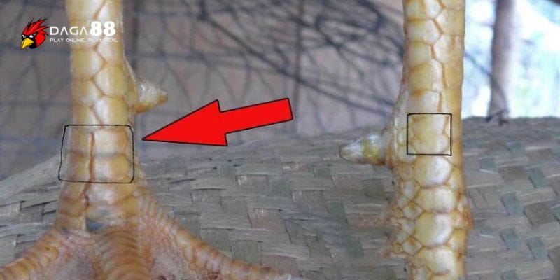 Cách xem vảy gà có hình minh họa - Hướng dẫn phân biệt