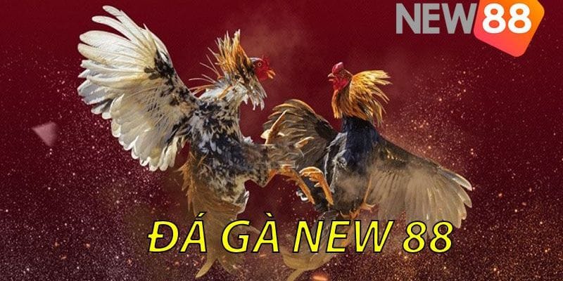 Bí kíp chiến thắng trong các trận đá gà New88