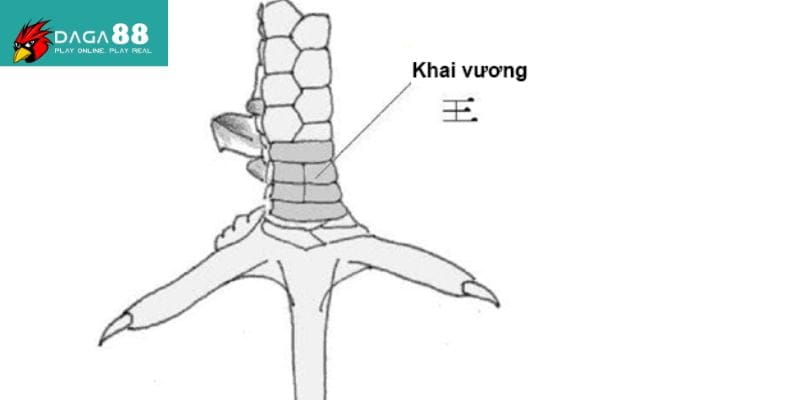 Cách xem vảy gà tài khai vương