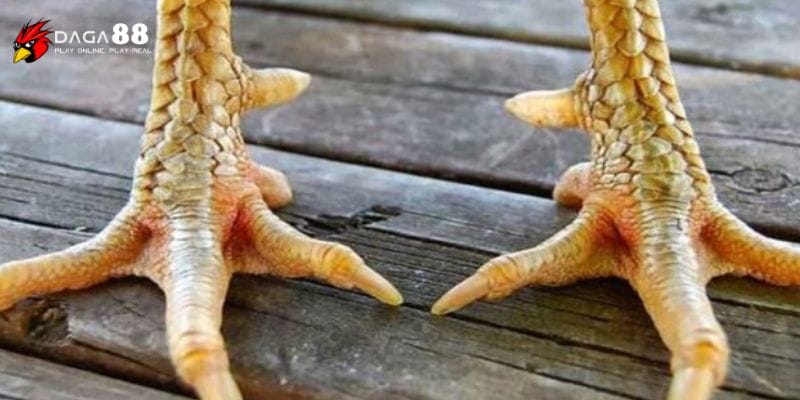 Cách xem vảy gà