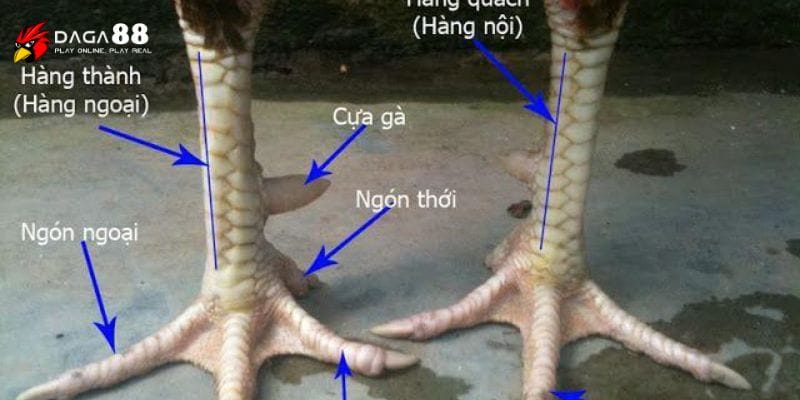 Mục đích của cách xem vảy gà trong thế giới gà chọi