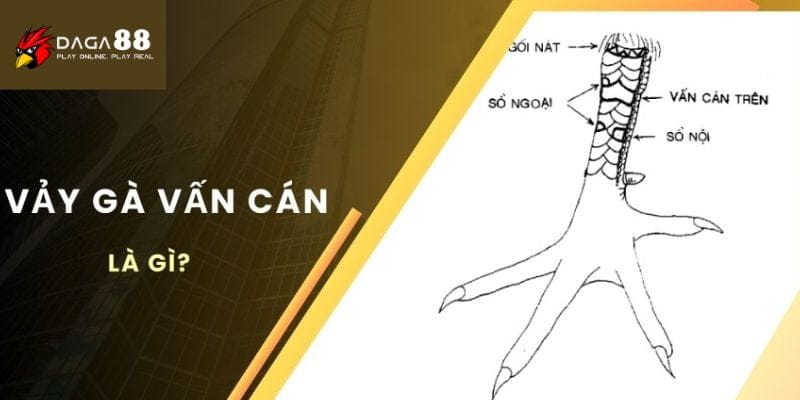 Vảy gà vấn cán
