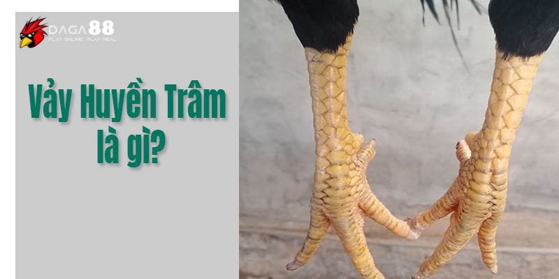 Vảy tam tài huyền trâm