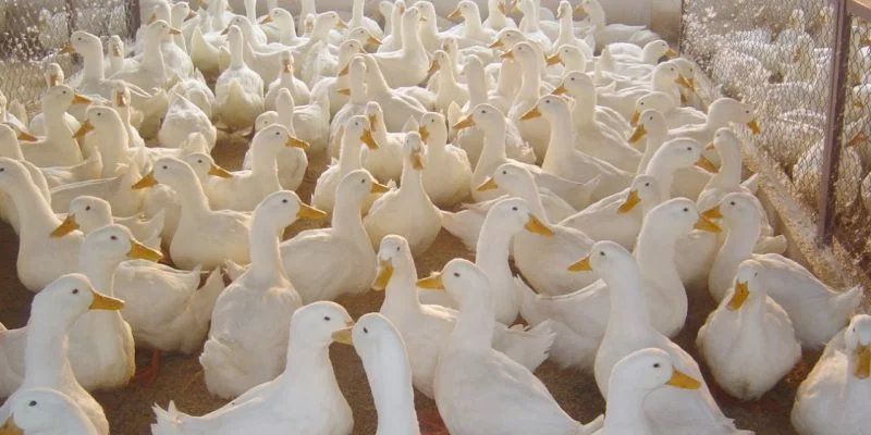 Mơ thấy vịt đánh đề bao nhiêu?