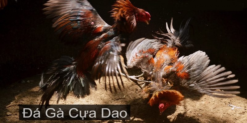 Luật chơi đá gà đơn giản