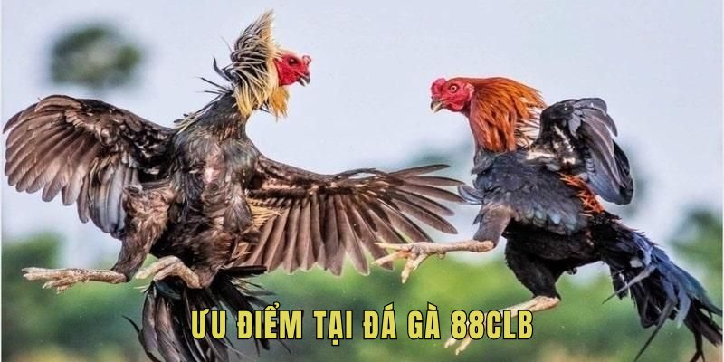 Ưu điểm của chọi gà 88CLB