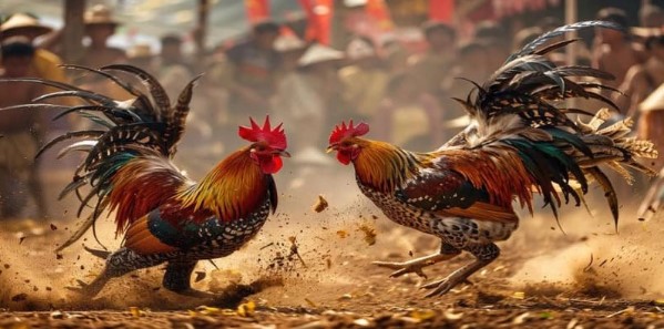 Đủ mọi kèo cược đá gà trực tuyến tại 23Win