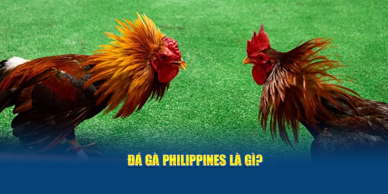Đá gà Philippines 23Win là gì?