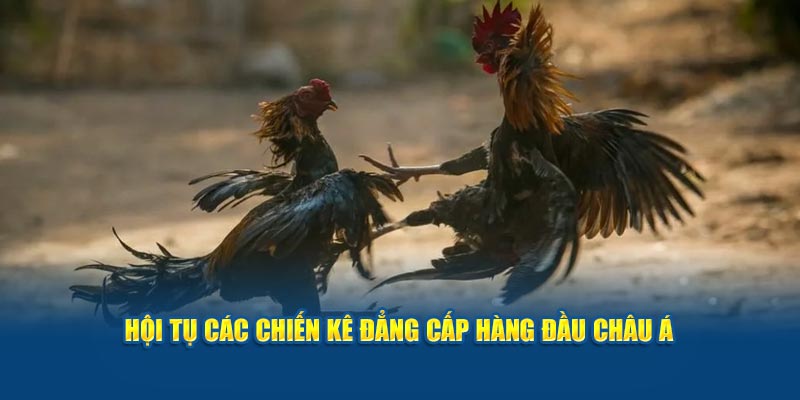 Hội tụ nhiều chiến kê hàng đầu