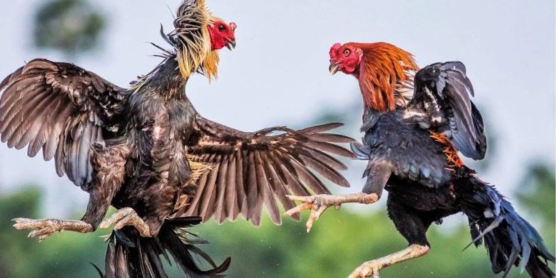 Hướng dẫn người chơi tham gia cá cược đá gà tại MB66