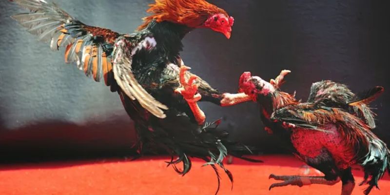 mb66 trang chủ mb66 chính thức - Khám Phá Cổng Trực Tuyến Uy Tín và Đa Dạng Tại Việt Nam