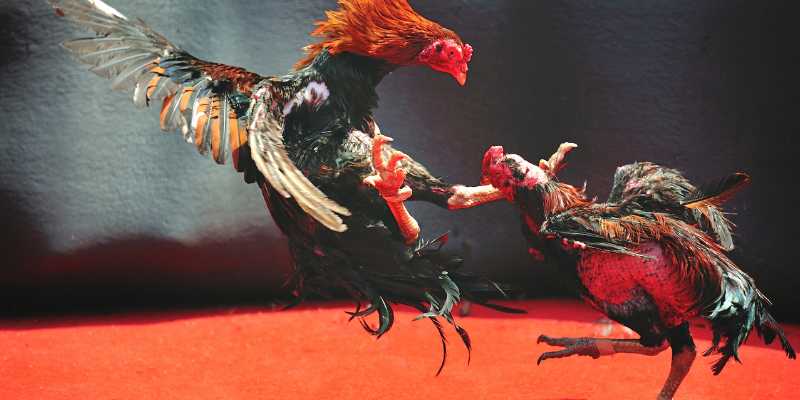 Kinh Nghiệm đá Gà - Bí Quyết để Trở Thành Người Chơi Chuyên Nghiệp