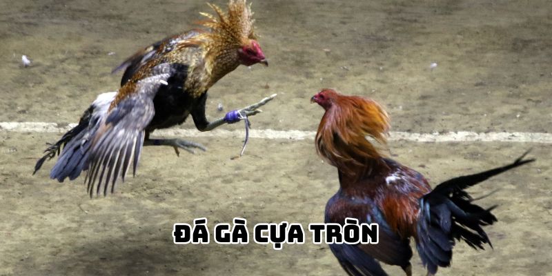 Đá Gà Cựa Tròn - Loại Hình Cá Cược Online Đầy Cuốn Hút