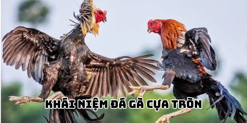 Đá gà cựa tròn là hình thức đấu gà khá phổ biến với người chơi đam mê