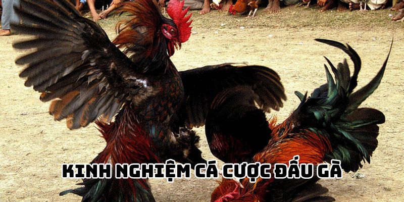 Học hỏi kinh nghiệm cá cược đá gà cựa tròn hiệu quả tốt nhất