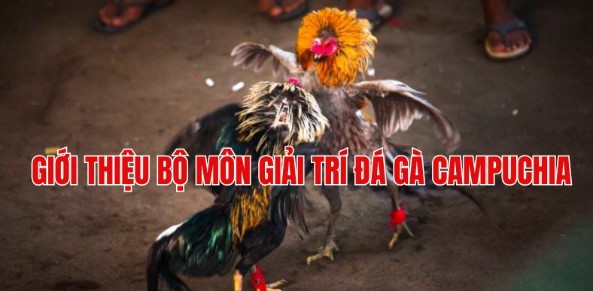 Giới thiệu đá gà Campuchia