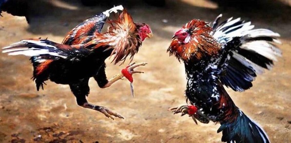 Luật chơi không bao giờ khó