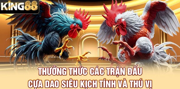 Thưởng thức các trận đấu cựa dao siêu kịch tính và thú vị
