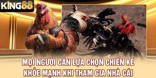 Mọi người cần lựa chọn chiến kê khỏe mạnh khi tham gia nhà cái