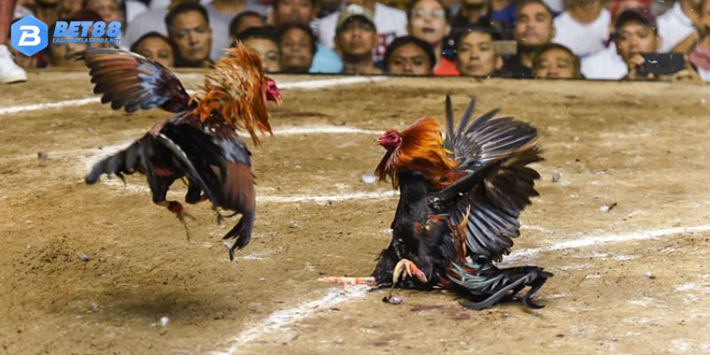 Đá Gà Philippines - Lý Giải Luật Chơi Và Sức Hút Đặc Biệt