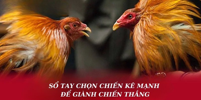 Sổ tay chọn chiến kê mạnh để giành chiến thắng