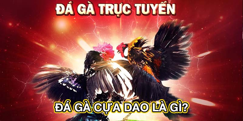 Đá gà cựa dao là gì?