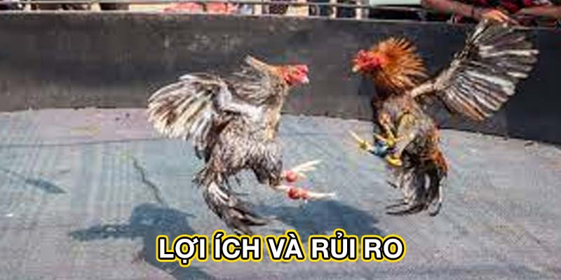 Lợi ích và rủi ro